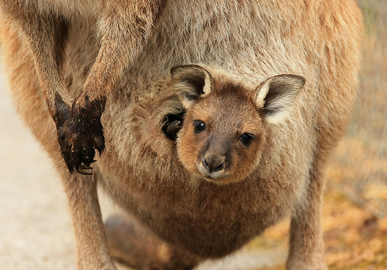 Baby joey in mother's pouch - Kangaroos