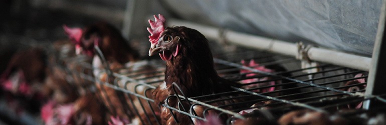 Battery hens confined in cages