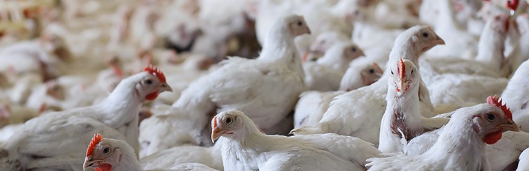Broiler Chickens - Hot Topics - Animal Protection - Voiceless
