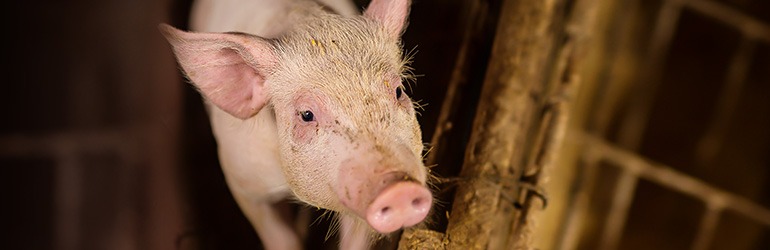 Factory Farming of Pigs