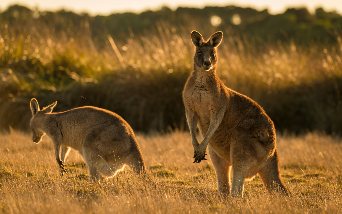 Native Australian Kangaroos