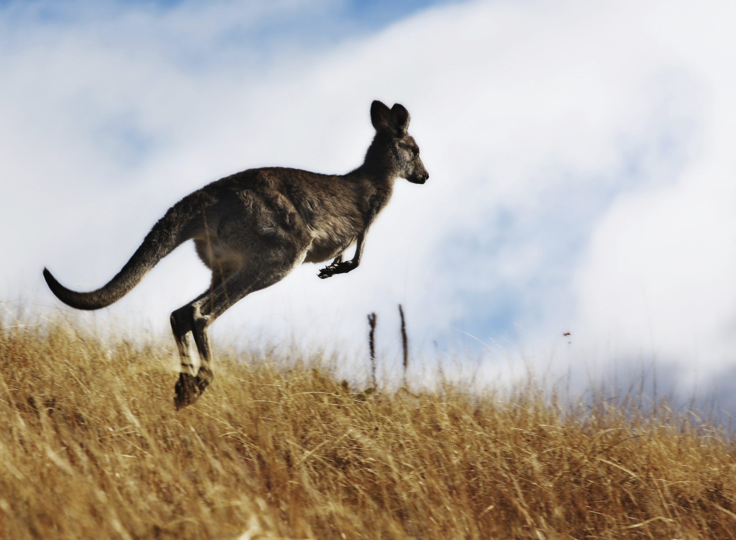 Australian Society for Kangaroos