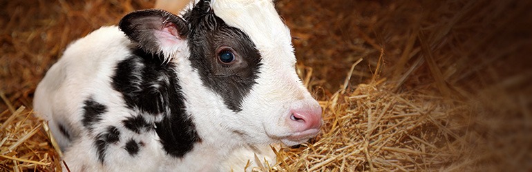 Dairy Cows - Hot Topics - Animal Protection - Voiceless