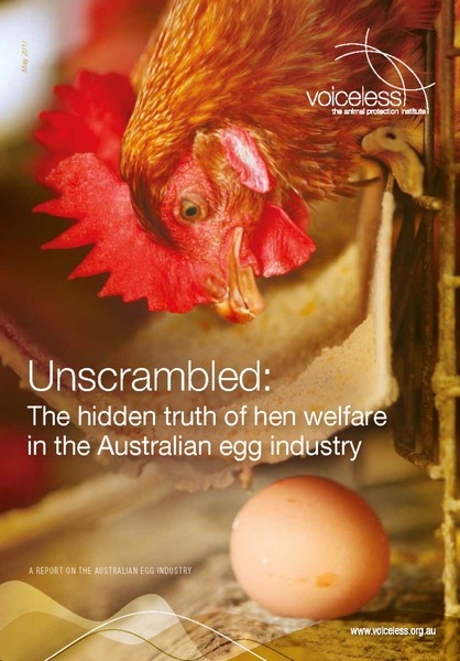 Unscrambled: The hidden truth of hen welfare