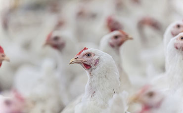 Broiler Chicken Welfare Animal Protection Education Landing Page