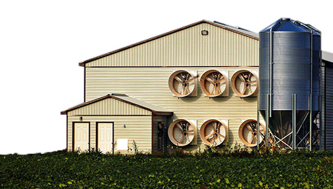 Factory Farming in Australia - Hot Topics - Animal Protection - Voiceless