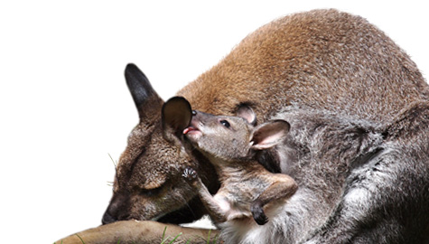 kangaroo sounds