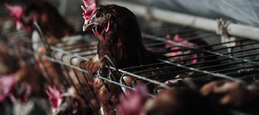 Voiceless Hot Topics The Issue With Battery Hens Landing Page