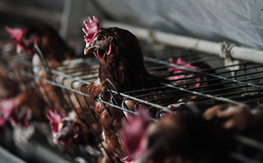 Voiceless Hot Topics The Issue With Battery Hens Landing Page