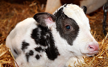The Issues With Dairy - Baby Calf Banner