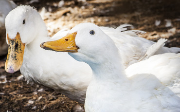 Duck Farming Issues Landing Page