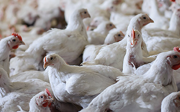 Broiler Chicken Issues - Hot Topics Landing Page