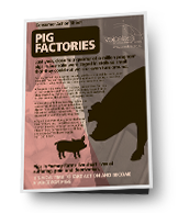Pig Factory Briefing