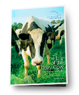 Life Of The Dairy Cow Report