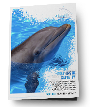 Dolphins in Captivity | Voiceless