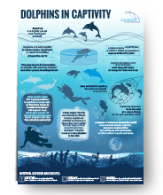 Dolphins in Captivity Infographic 