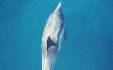 Dolphins In Captivity Animal Protection Education Landing Page