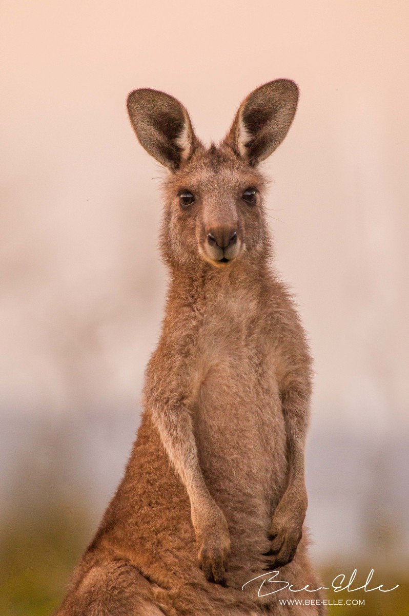 Kangaroo staring into camera
