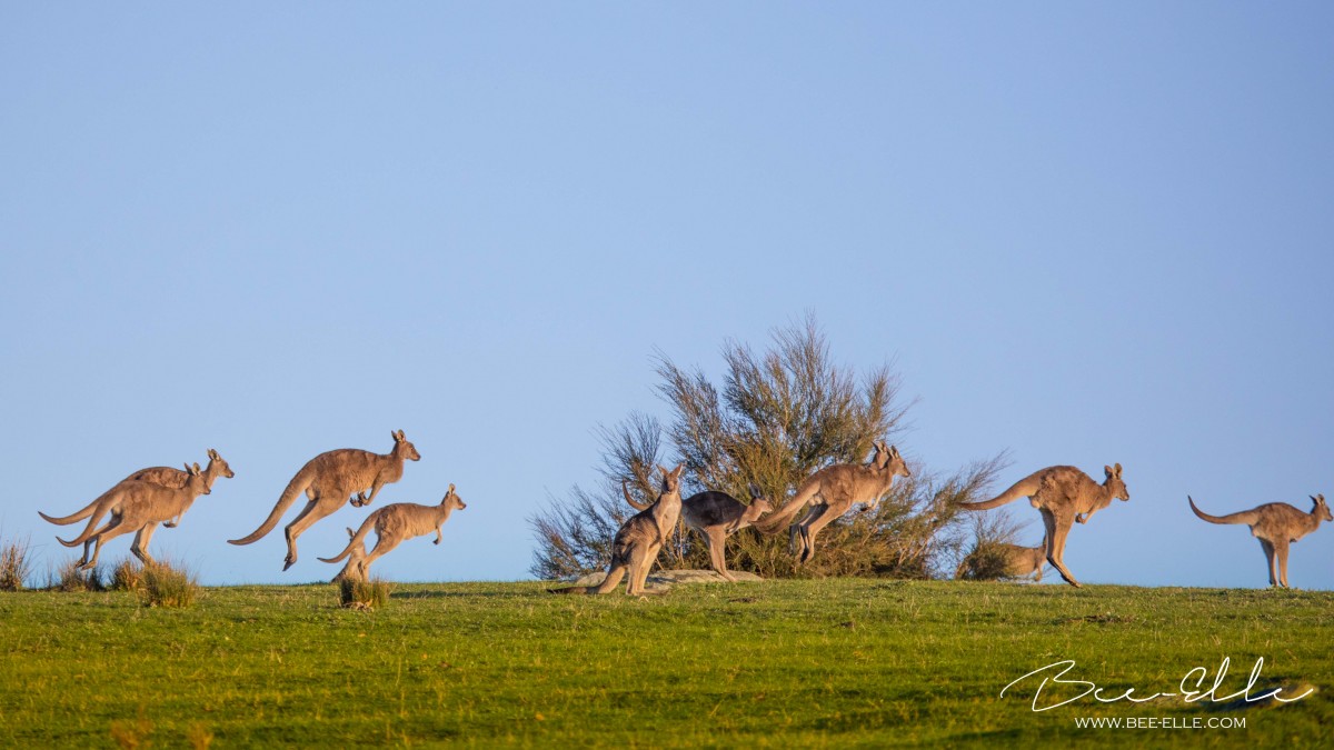 Kangaroos jumping across the plains