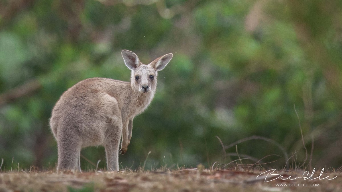 kangaroo in greenery