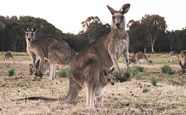 Kangaroos: Pest or Precious?