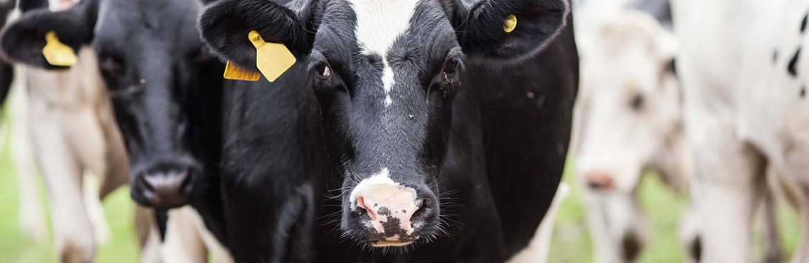 Is It Possible To Produce ‘Ethical’ Dairy?