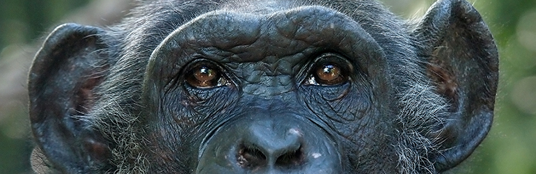 Legal Personhood Chimpanzee Eyes