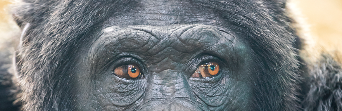 Animals: Things or Persons? Voiceless in Conversation with Professor Steven Wise