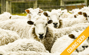 Live Export
