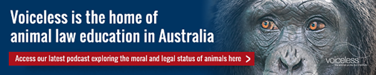 Voiceless the home of animal law education in Australia Chimpanzee banner