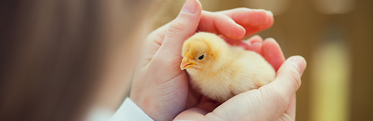 A baby chick in child's hand.