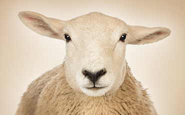 Animal Law and Policy Image of a Sheep