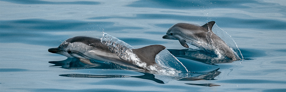 Do Dolphins Belong In Captivity?