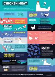 Broiler Chicken Infographic | Voiceless