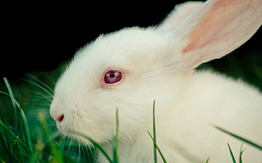 Factory Farming of Domestic Rabbits for Meat in Australia