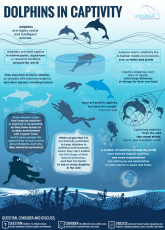 Dolphins Infographic | Voiceless