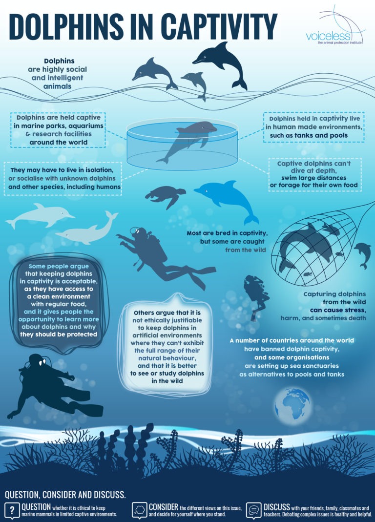 Dolphins Infographic Voiceless