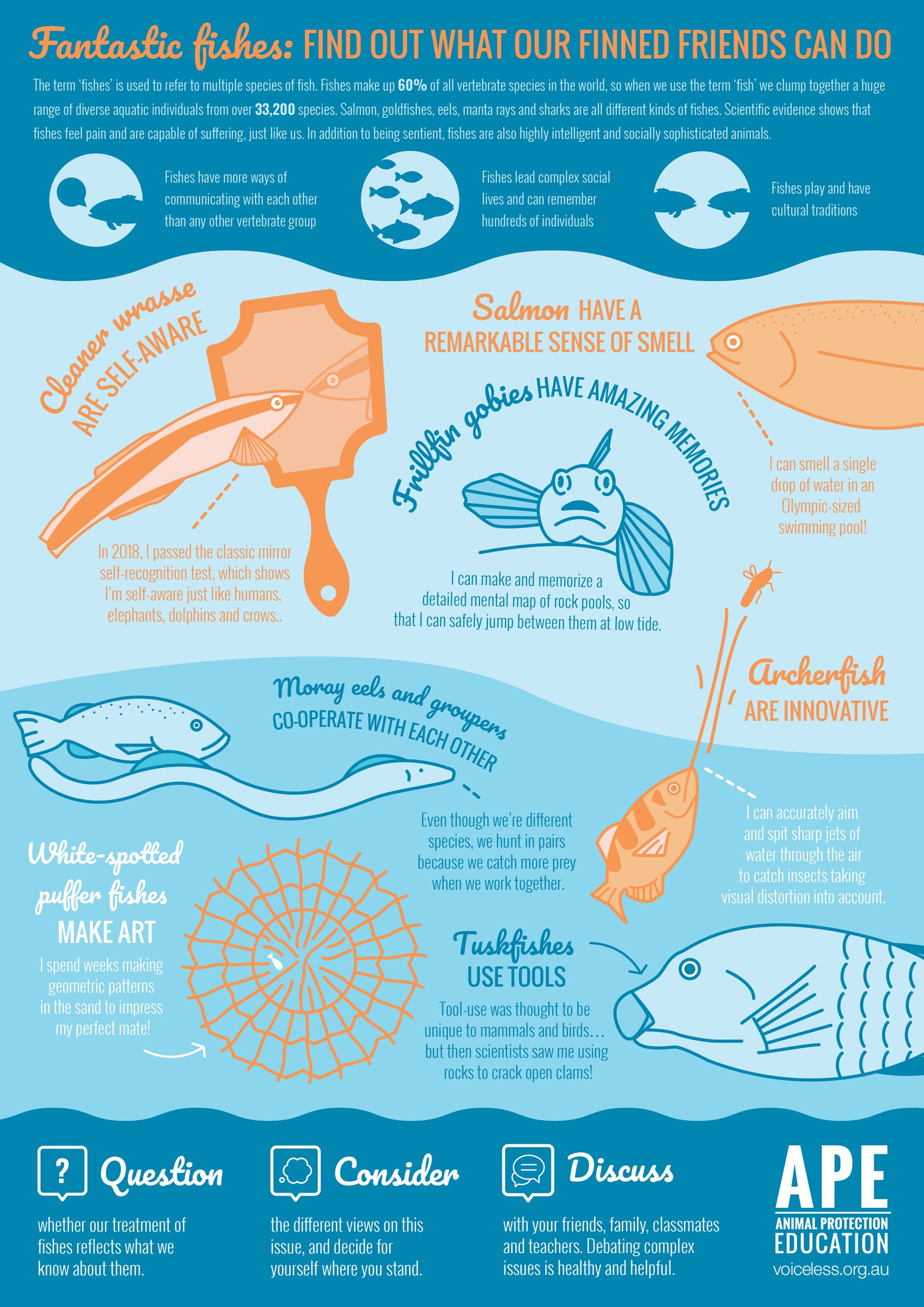 fishes infographic