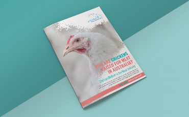 Broiler Chicken Welfare Fact Sheet