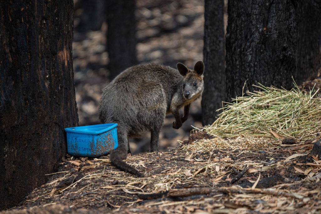 Wallaby from the Bushfires