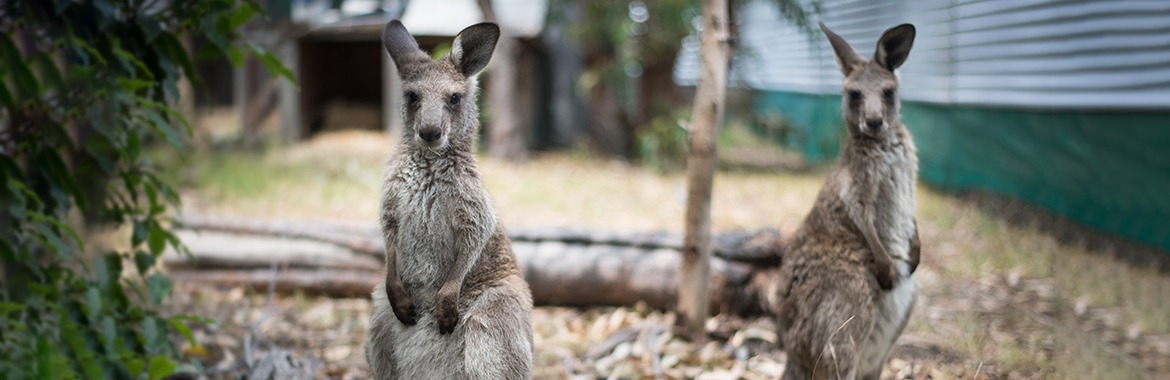 Rescued Kangaroos in Danger of Commercial Hunting