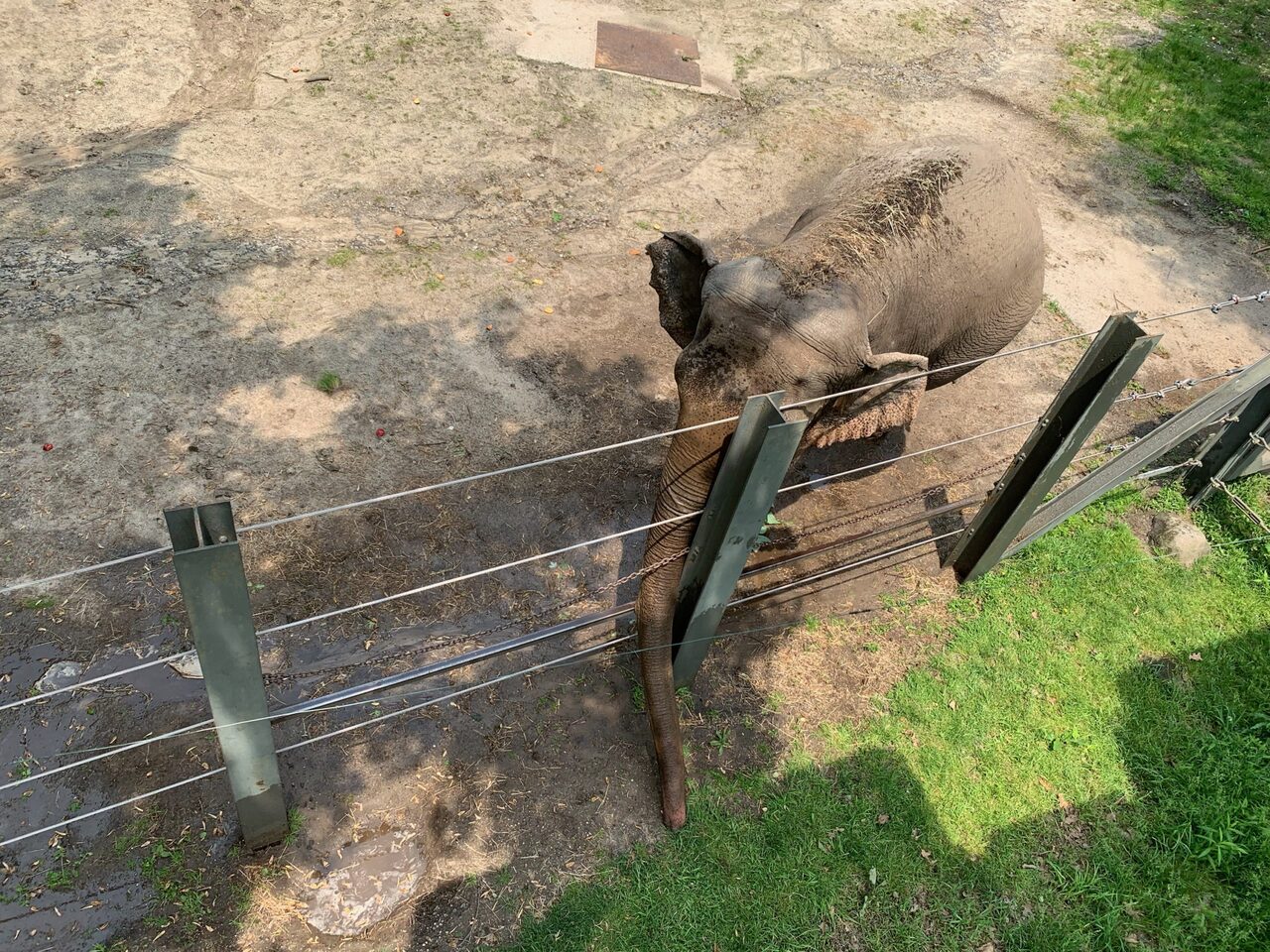 Happy in her enclosure in Bronx Zoo in New York