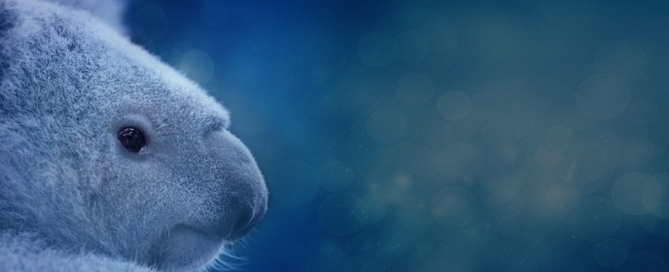 Close up picture of Koala with blue background