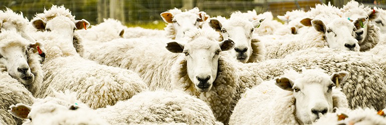 Live Export Teacher Resources