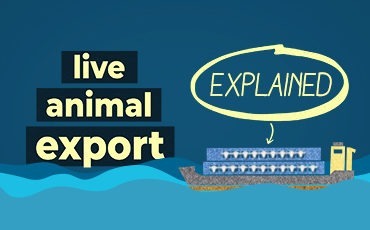 Live export explained illustration