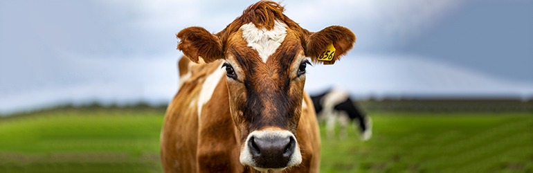 portrait of a cow in a field