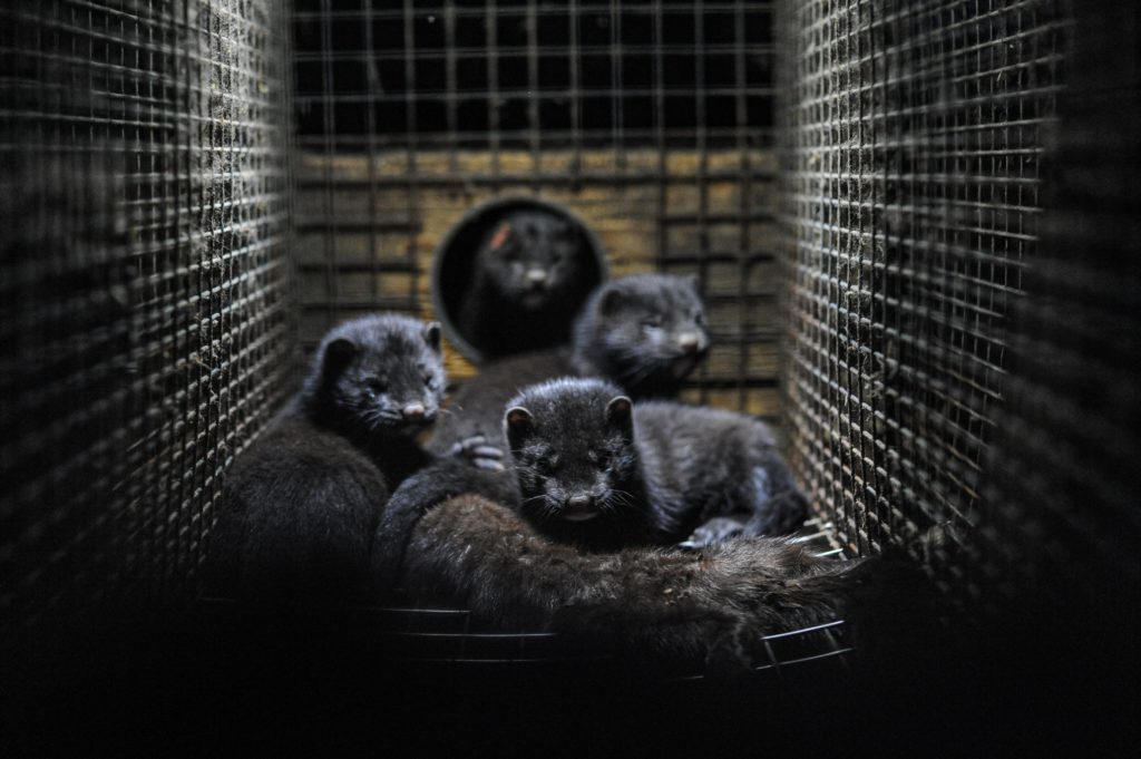 a group of minks inside a cage at a furfarm - photography by JoAnne McArthur