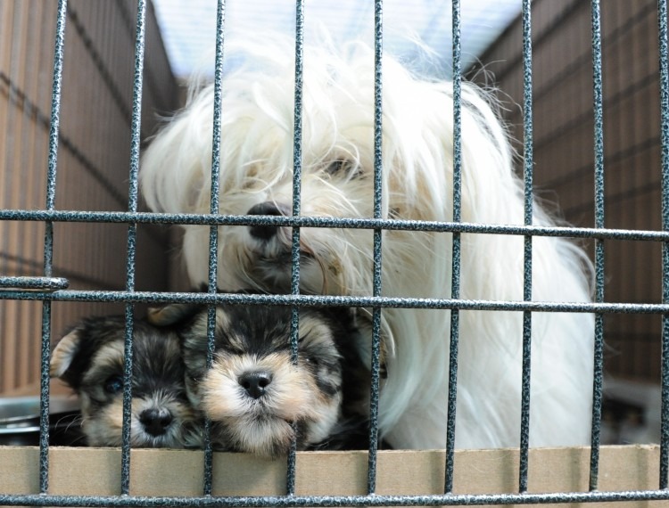 Mum and pups on a puppy farm