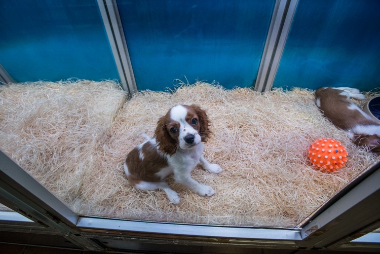 Spaniel puppy on display in a pet shop