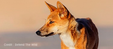 Defend the Wild explores the dual identity of Australia’s iconic dingo